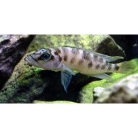 Altolamprologus Fasciatus Altolamprologus Fasciatus